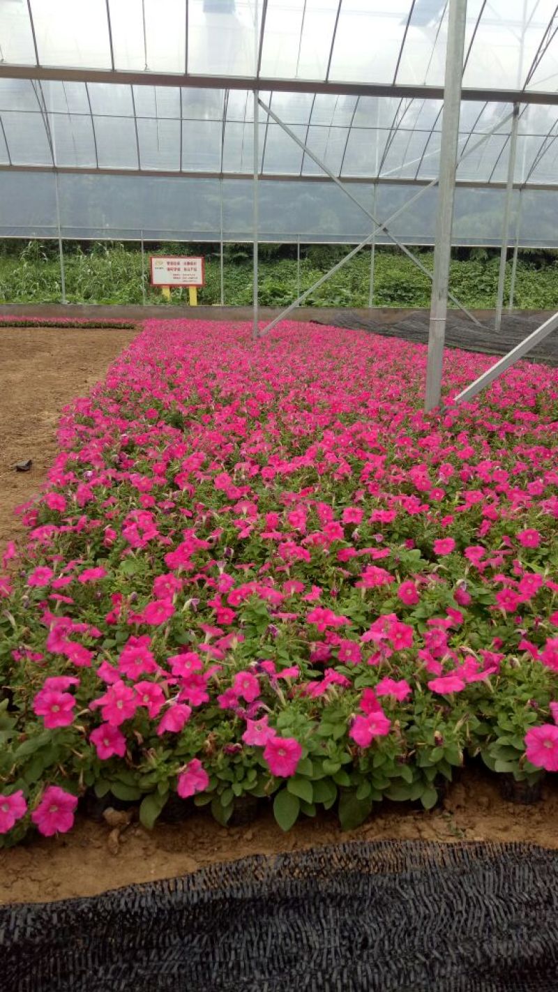矮牵牛牵牛花价格牵牛苗牵牛