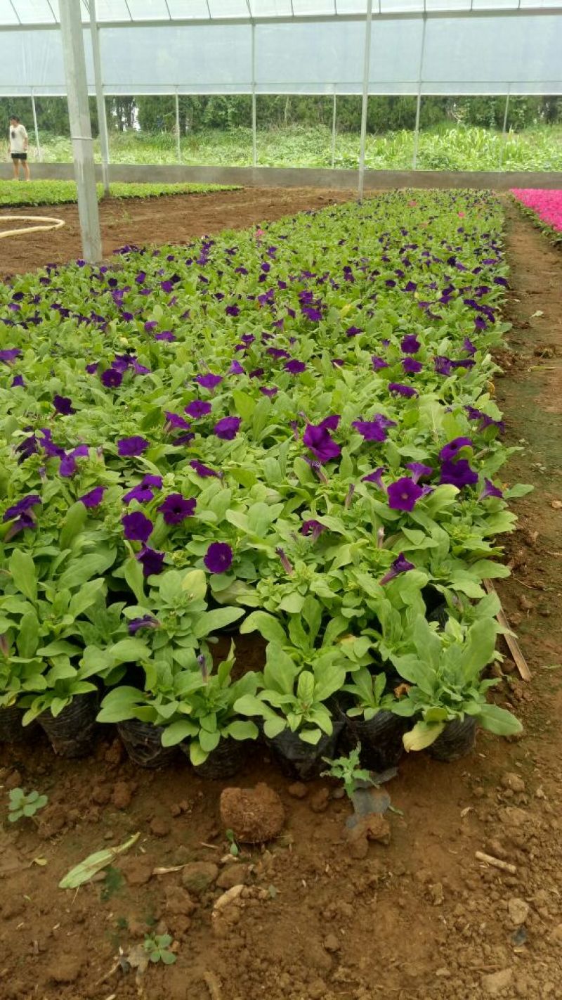 矮牵牛牵牛花价格牵牛苗牵牛