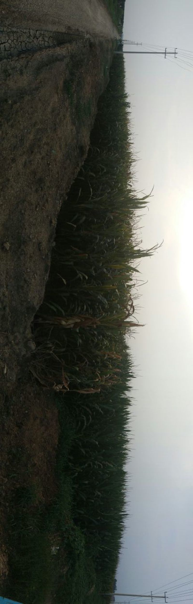 玉米秸秆青贮
