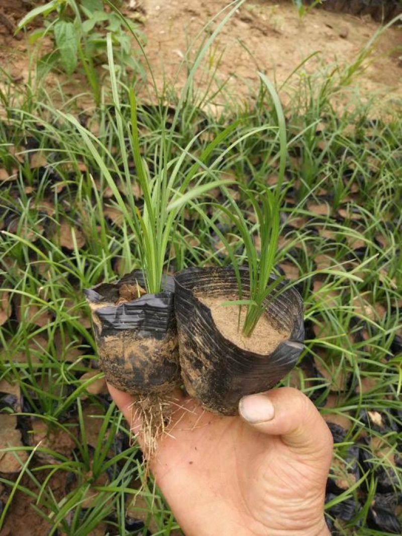 麦冬草小叶麦冬苗基地直销量大从优