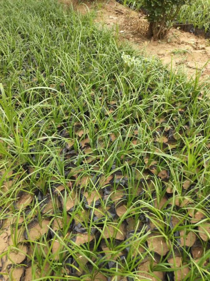麦冬草小叶麦冬苗基地直销量大从优