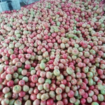 壶关旱地精品西红柿。保质保量，量大从优。