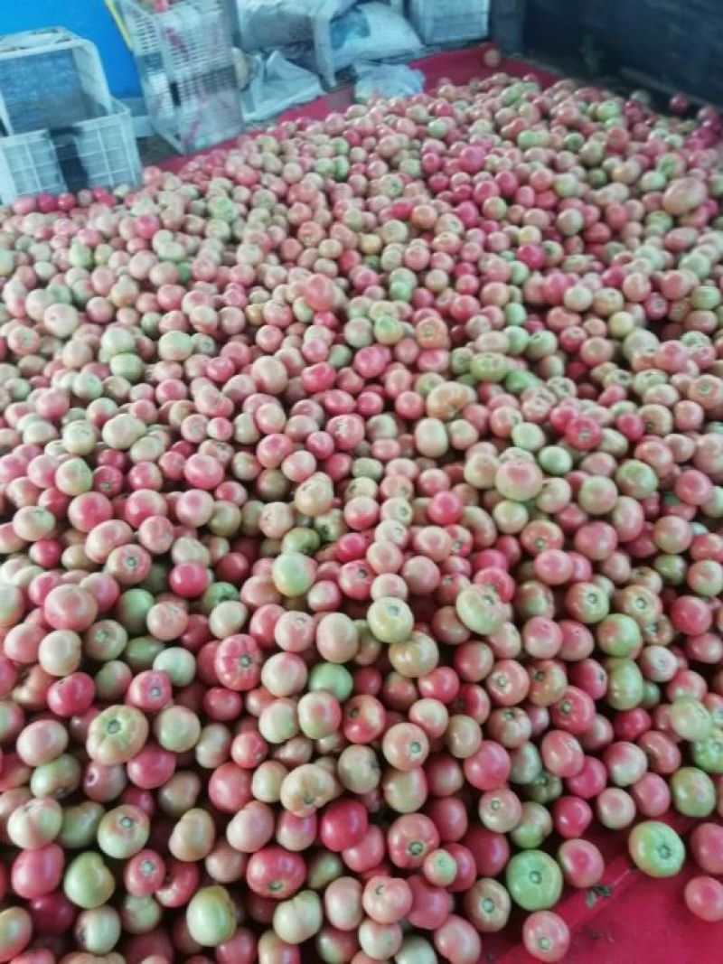 壶关旱地精品西红柿。保质保量，量大从优。