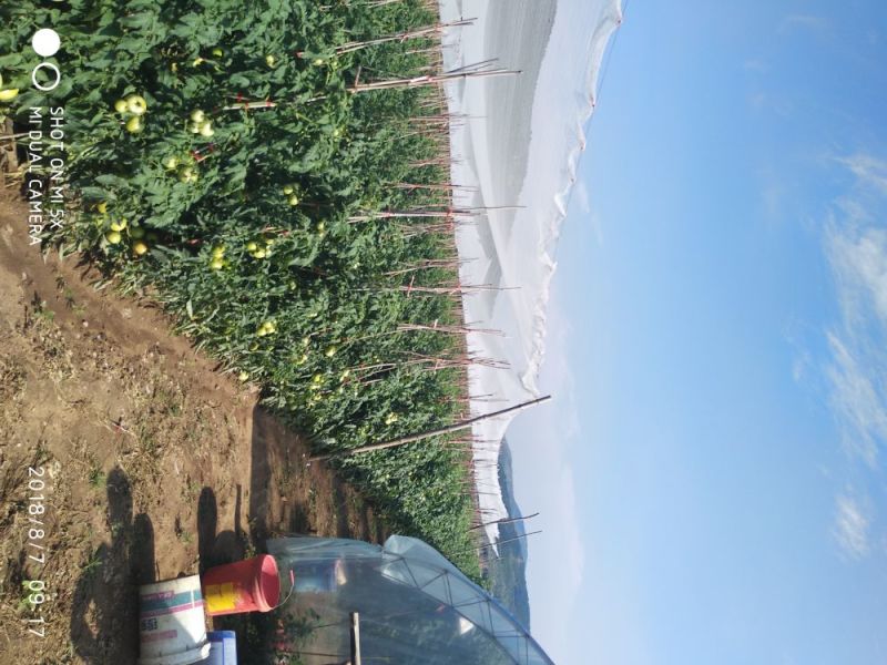 壶关旱地精品西红柿。保质保量，量大从优。