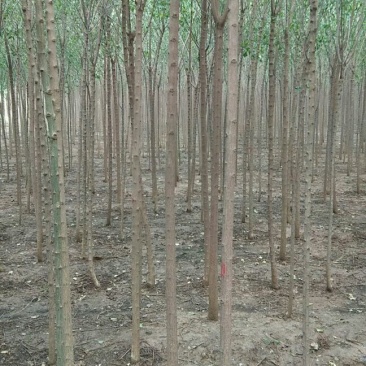 出售3-5工分丝棉木50万颗