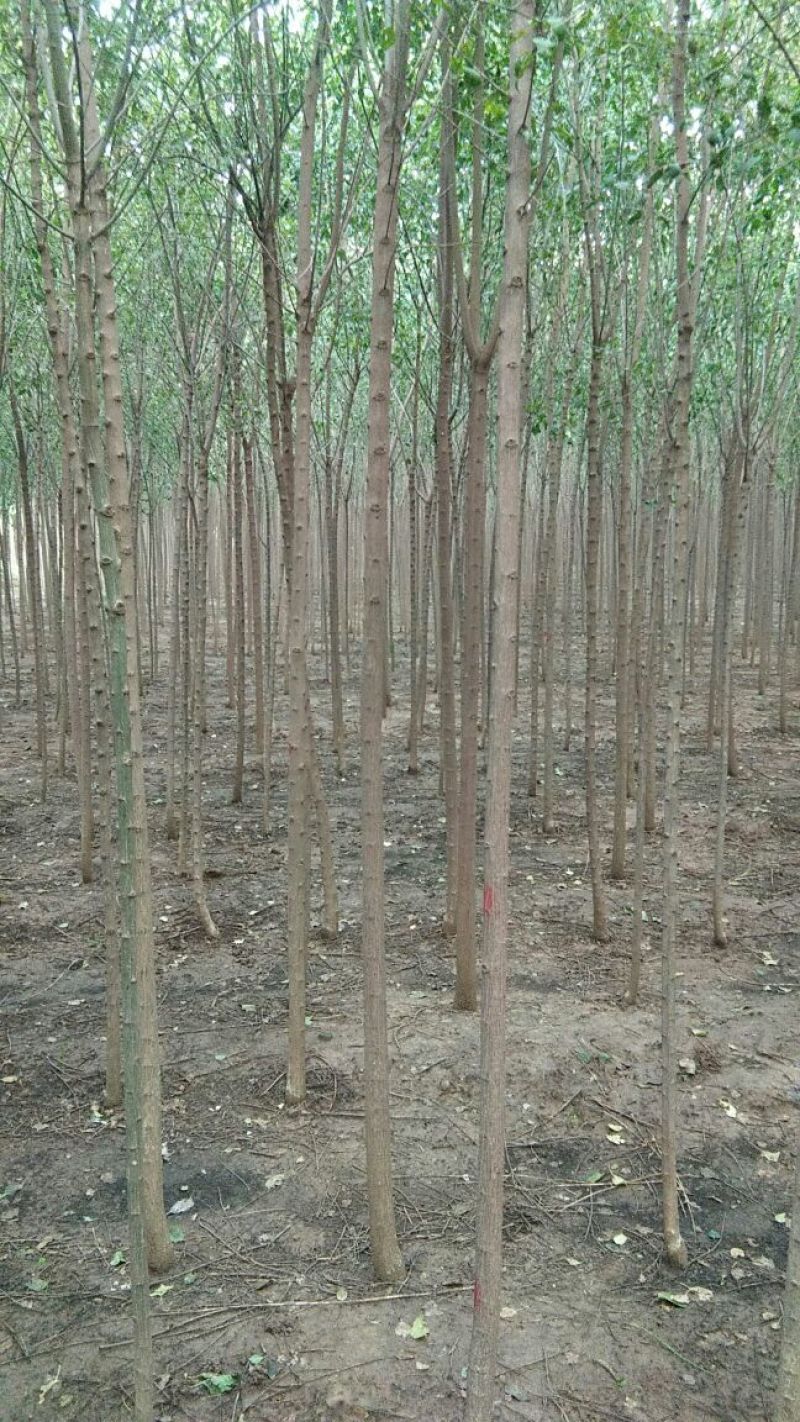 出售3-5工分丝棉木50万颗