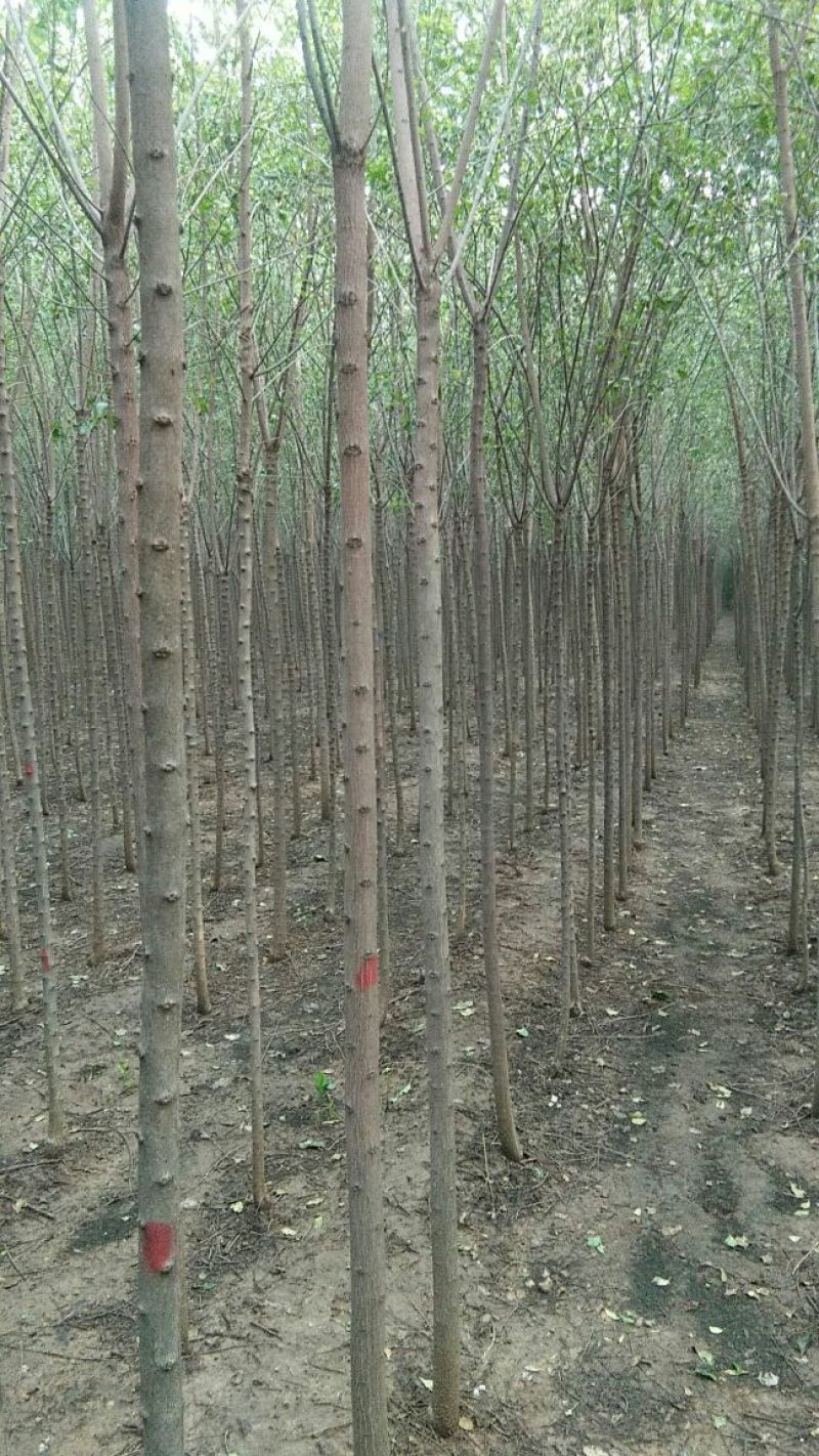 出售3-5工分丝棉木50万颗