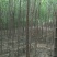 出售3-5工分丝棉木50万颗