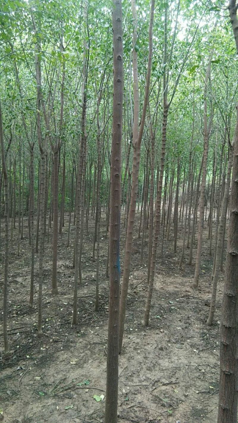 出售3-5工分丝棉木50万颗