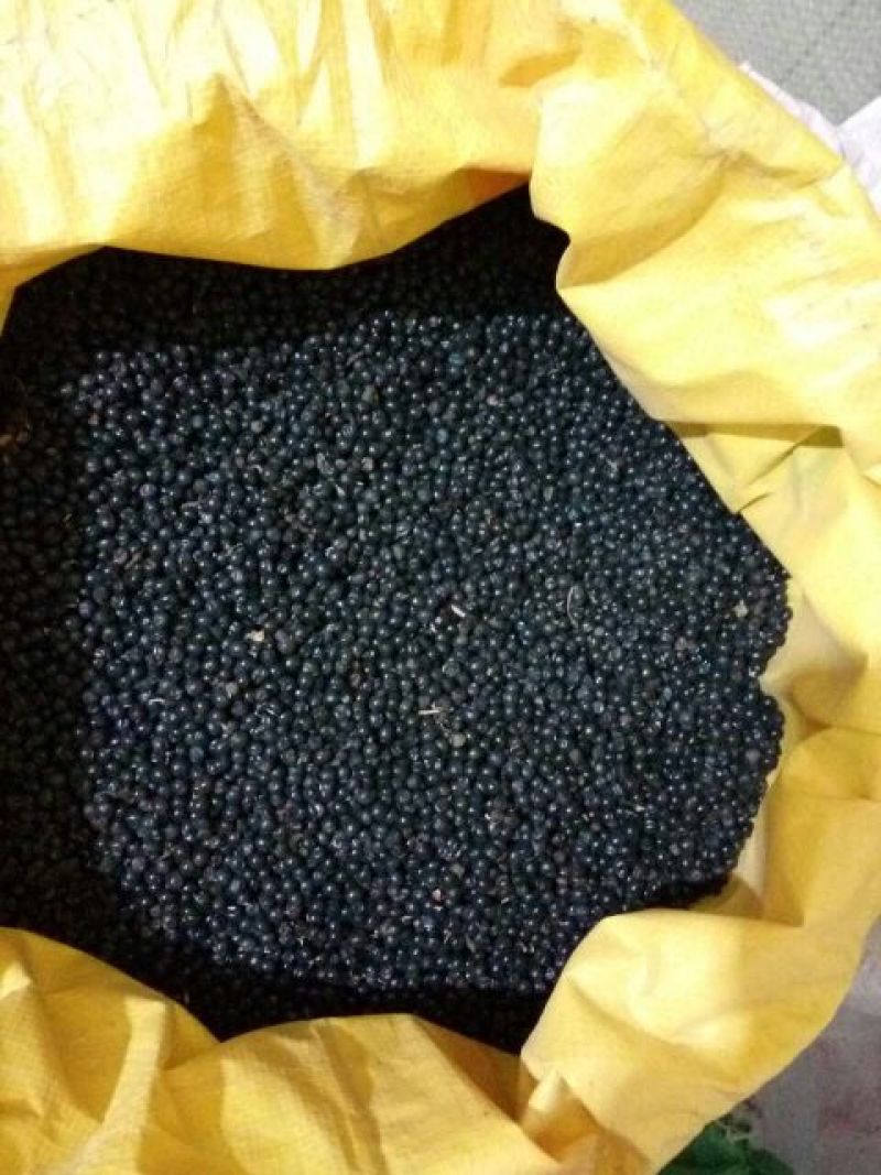 射干种子纯新射干籽，保证发芽率提供种植技术
