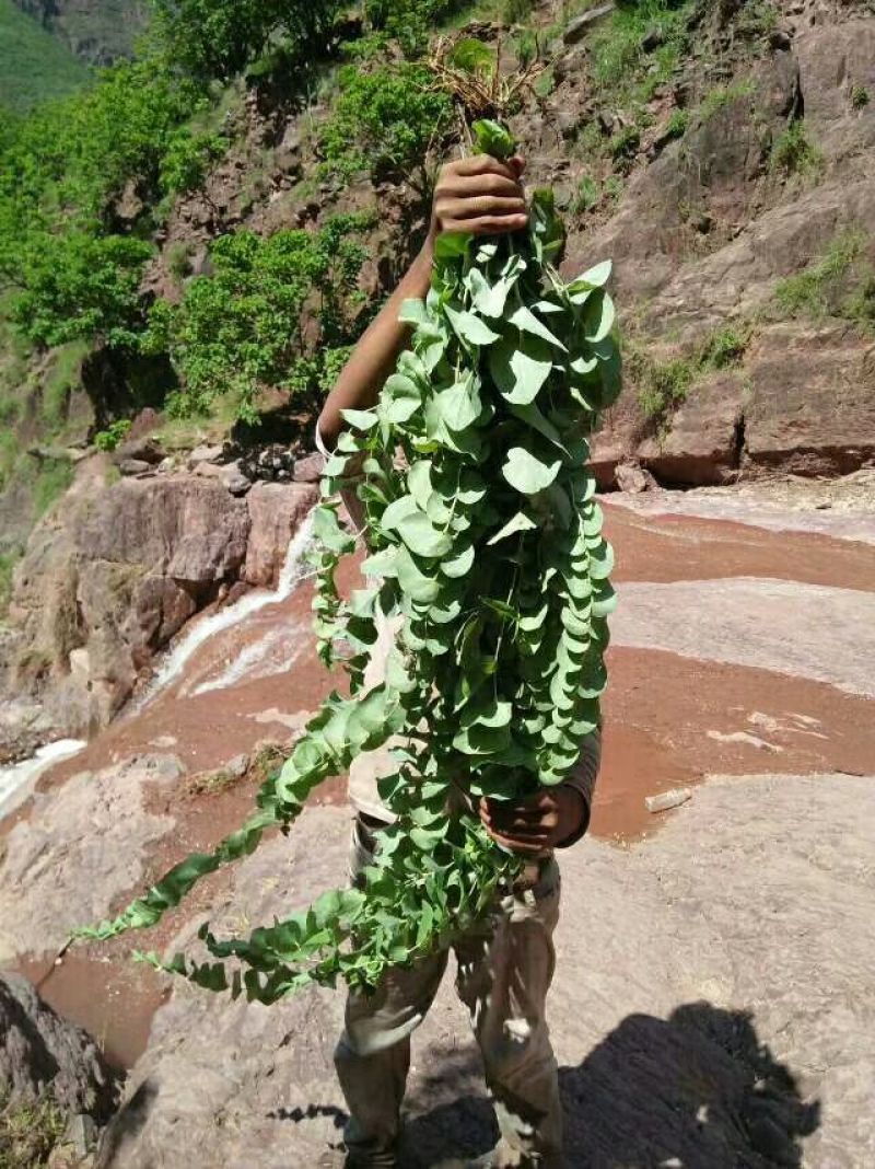 草果，精品山草果