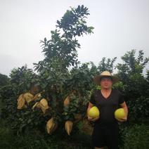 来自海南澄迈长寿之乡优质三红柚