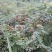 金刺梨，无籽，水果刺梨，种植户，代办