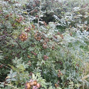 金刺梨，无籽，水果刺梨，种植户，代办