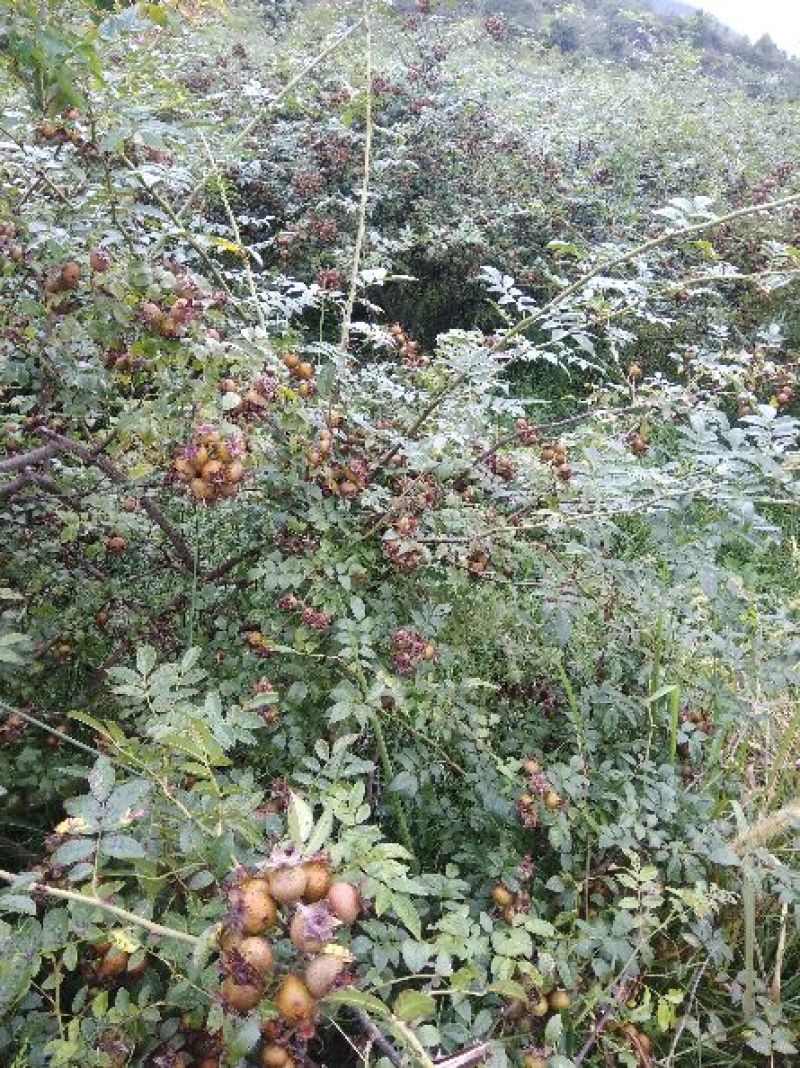 金刺梨，无籽，水果刺梨，种植户，代办