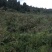 金刺梨，无籽，水果刺梨，种植户，代办