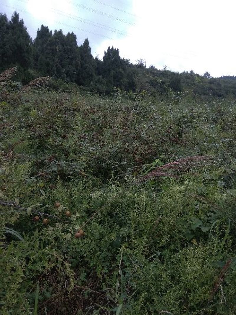 金刺梨，无籽，水果刺梨，种植户，代办
