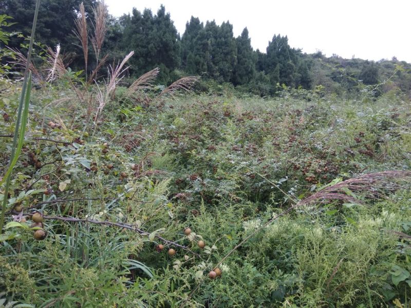 金刺梨，无籽，水果刺梨，种植户，代办