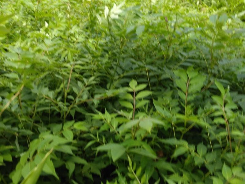 黄柏苗