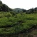 黄柏苗