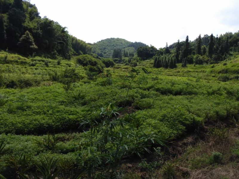 黄柏苗