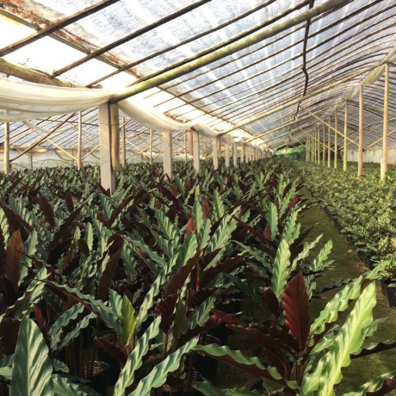 波浪紫背竹芋网红植物产地大棚现货直销批发一件起批