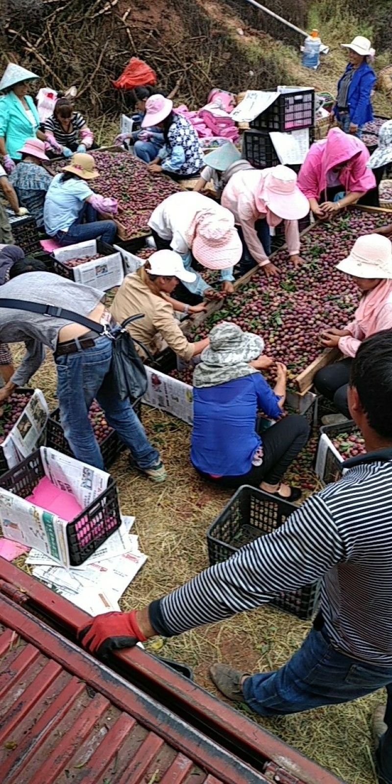 脆红李量大好吃甜度高来