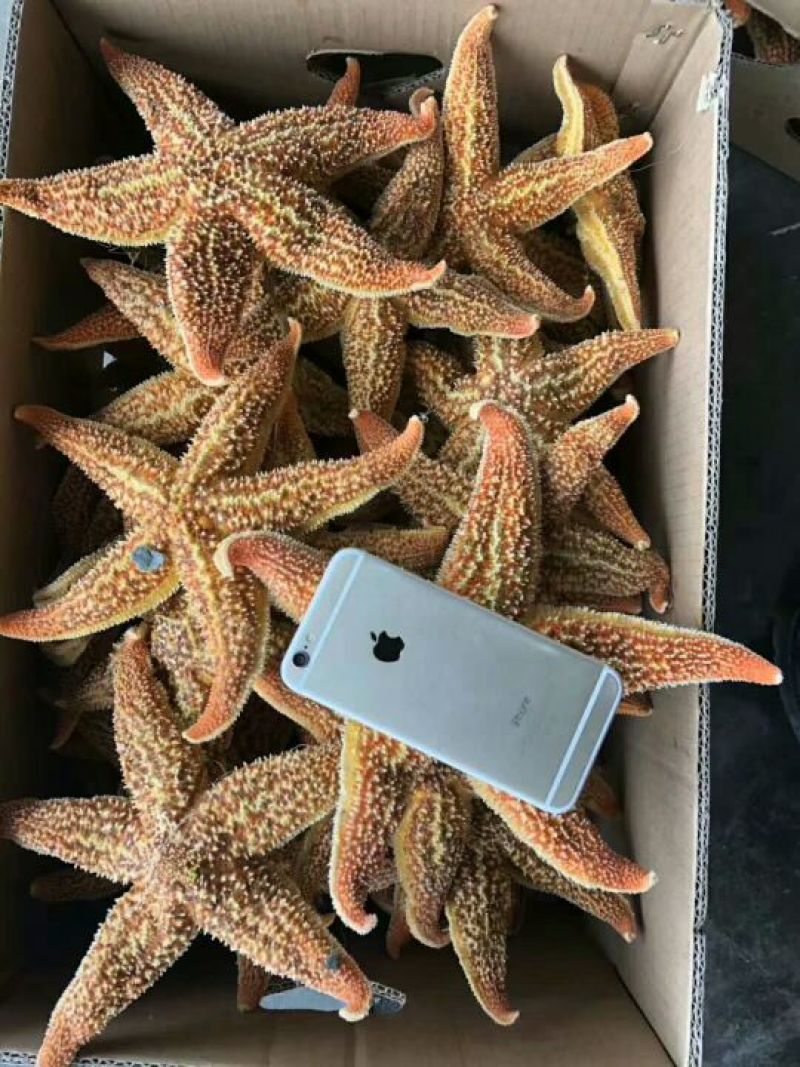海星