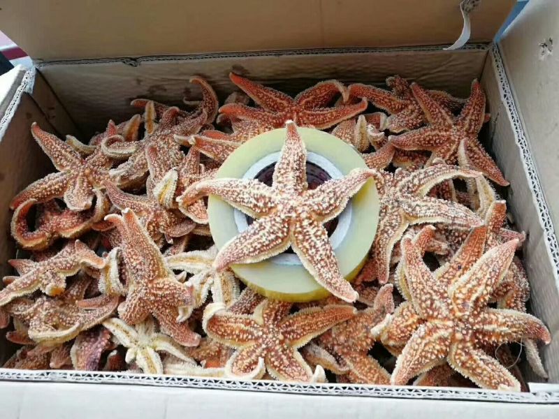 海星