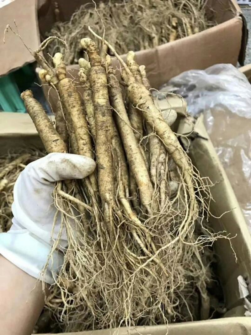 长白山新鲜人参
