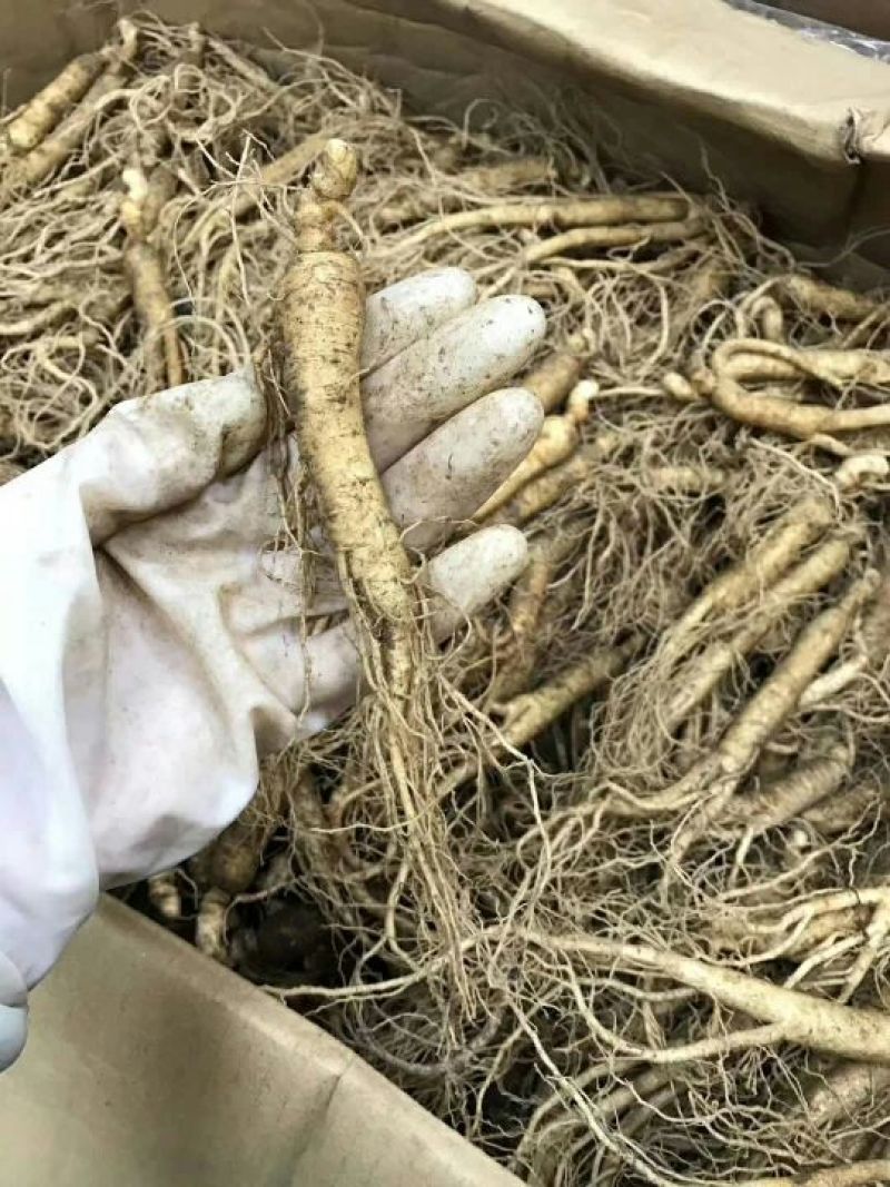 长白山新鲜人参