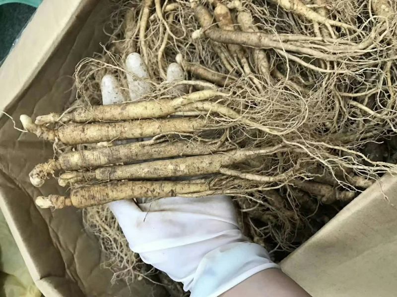 长白山新鲜人参