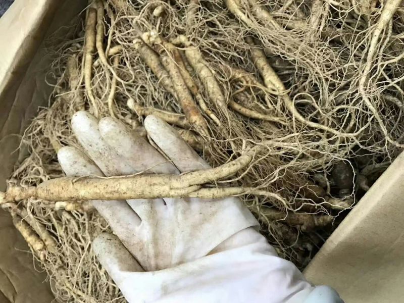 长白山新鲜人参