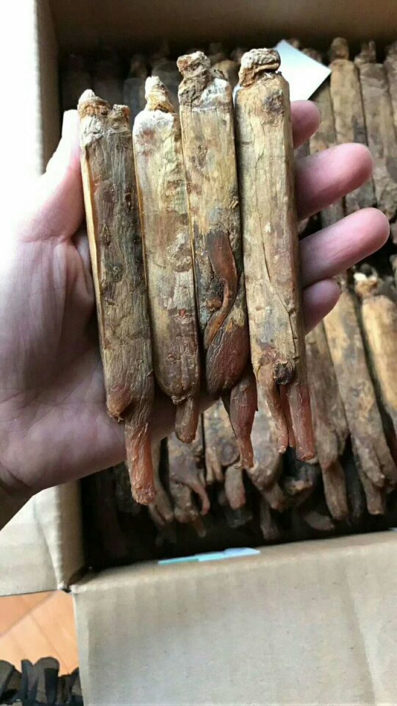 高丽参