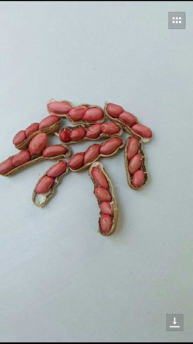 鲜花生，