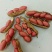 鲜花生，