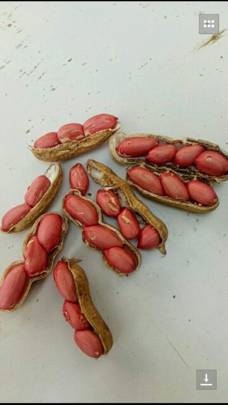 鲜花生，