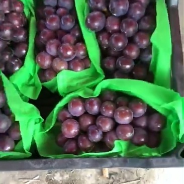 葡萄现已大量上市