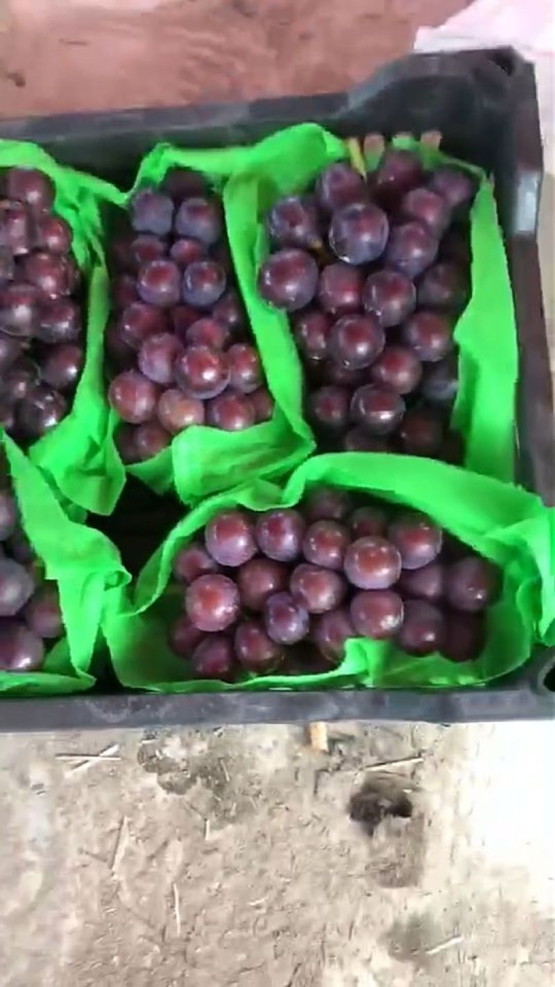 葡萄现已大量上市