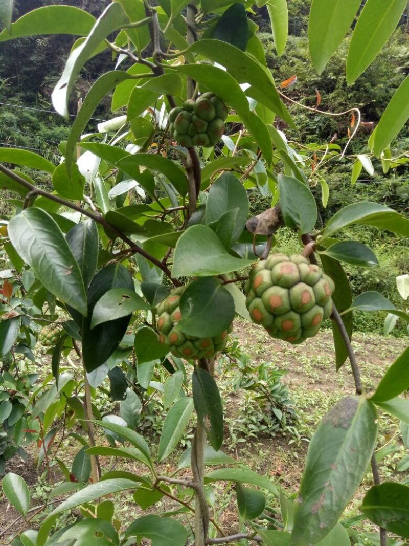 黑老虎种苗和果实