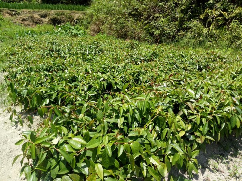 黑老虎种苗和果实