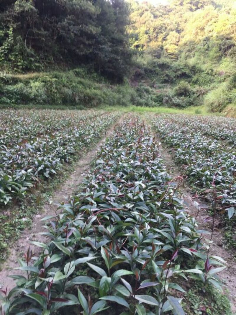 黑老虎种苗和果实
