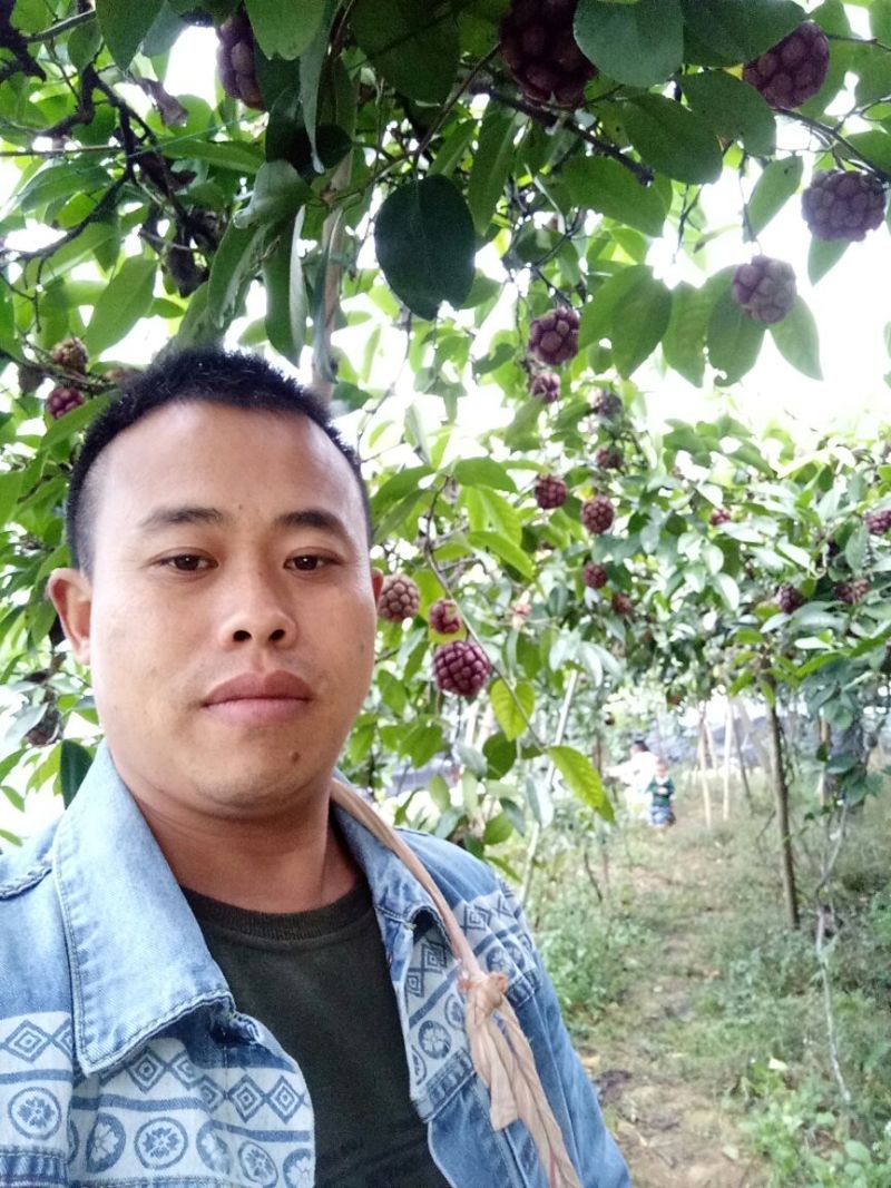 黑老虎种苗和果实