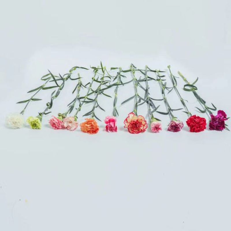 康乃馨鲜花