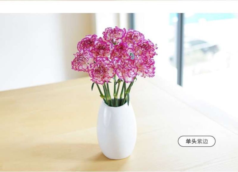 康乃馨鲜花