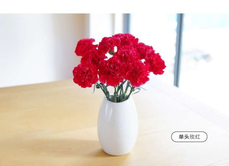 康乃馨鲜花