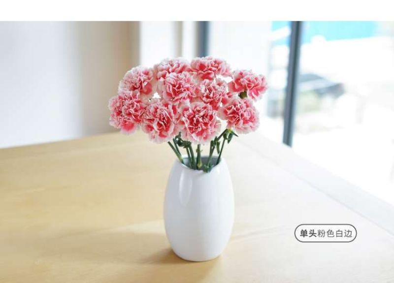 康乃馨鲜花