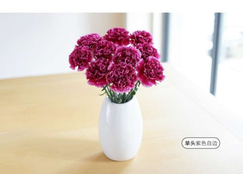 康乃馨鲜花