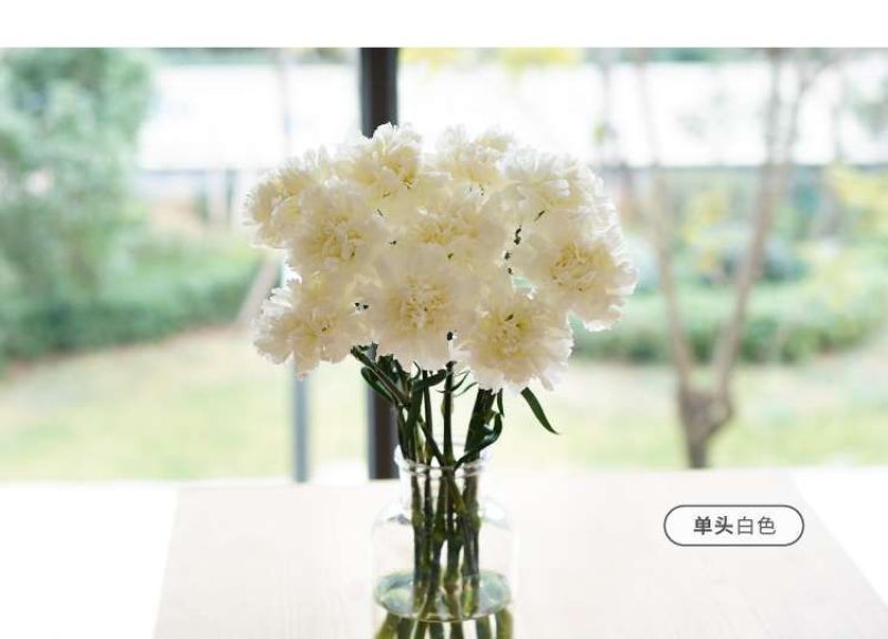 康乃馨鲜花