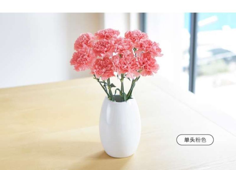 康乃馨鲜花